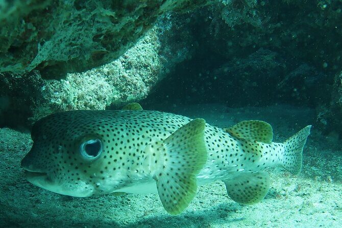 Atlantic Ocean Snorkeling Experience - Why This Tour Offers Great Value