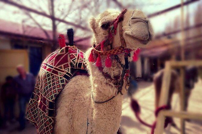 Atlas Mountains and Three Valleys & Waterfalls - Villages Marrakech Day Trip - Why This Tour Excels Compared to Other Options