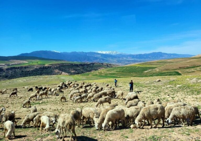 Atlas Mountains: Berber Villages, Waterfalls & Camel Ride - The Practicalities: What’s Included and What to Know