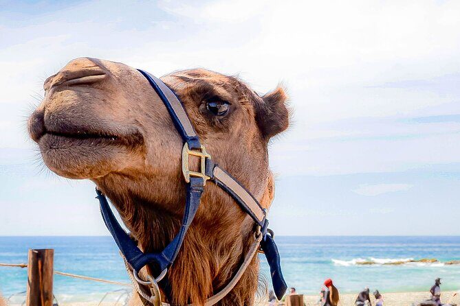 ATV & Camel Ride Tour on Migriño Beach - The Itinerary Breakdown: What to Expect