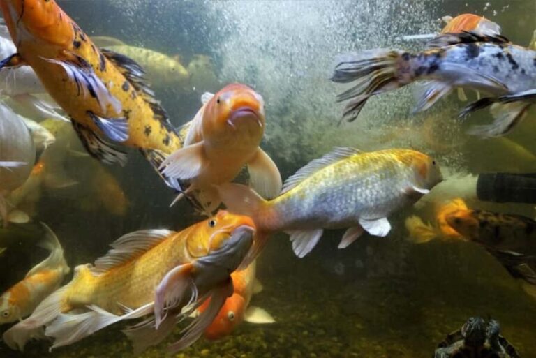 Austin Aquarium Entry Ticket - Who Will Love the Austin Aquarium?