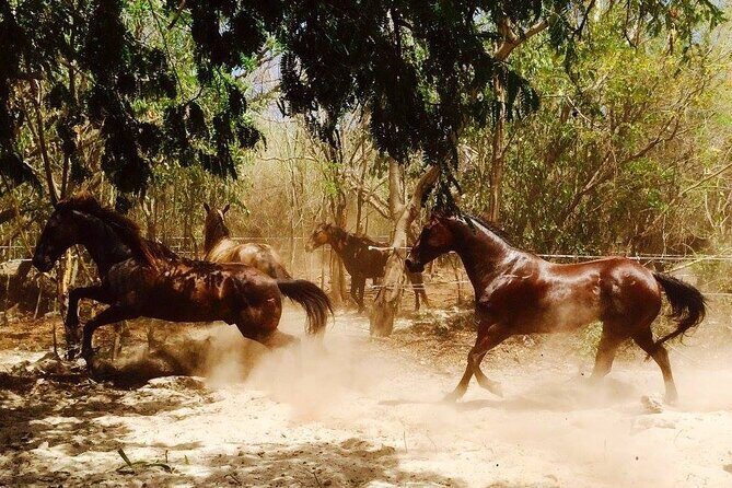 Award-winning Private Classic Horseback Ride - FAQ