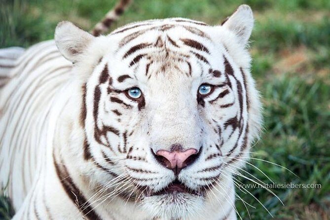 Awareness Tour - Exploring the National Tiger Sanctuary: What to Expect