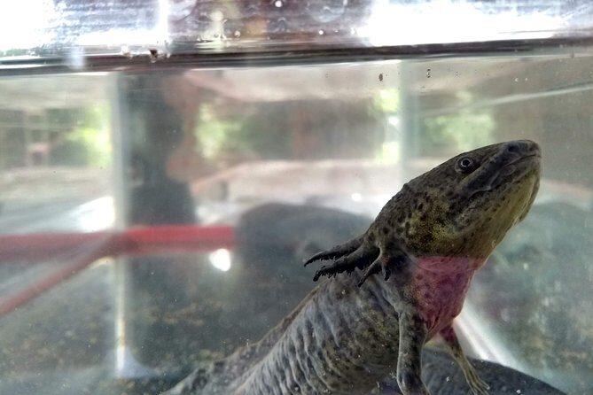 Axolotl Tour from CDMX - Who Will Love This Tour?