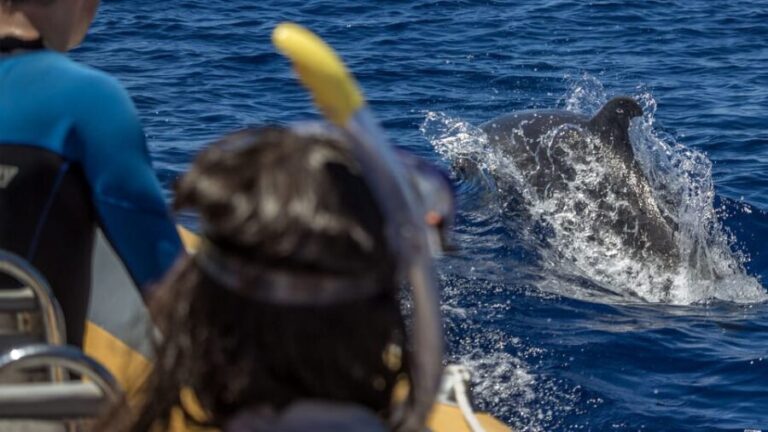 Azores: Swim with Dolphins Atlantic Experience - Authentic Marine Encounters and Responsible Tourism