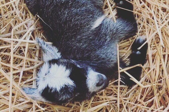 Baby Goat Cuddling and Wine Tour - Why This Tour Fits Into Your Fredericksburg Visit