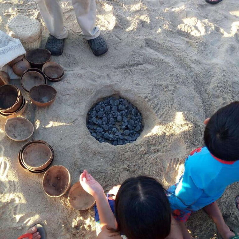 Baby Sea turtles release in Puerto Escondido - Why This Tour Offers Value