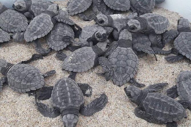 Baby Turtle Release - A Genuine Connection to Nature in Puerto Escondido