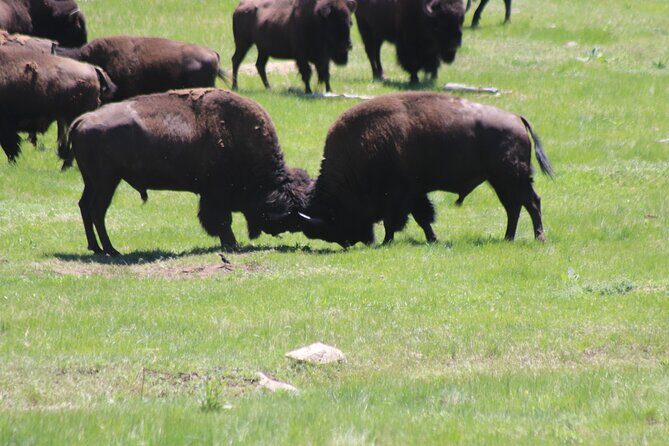Badlands Alive: A Day in Wild and Wondrous Lands - The Experience: What Makes It Special