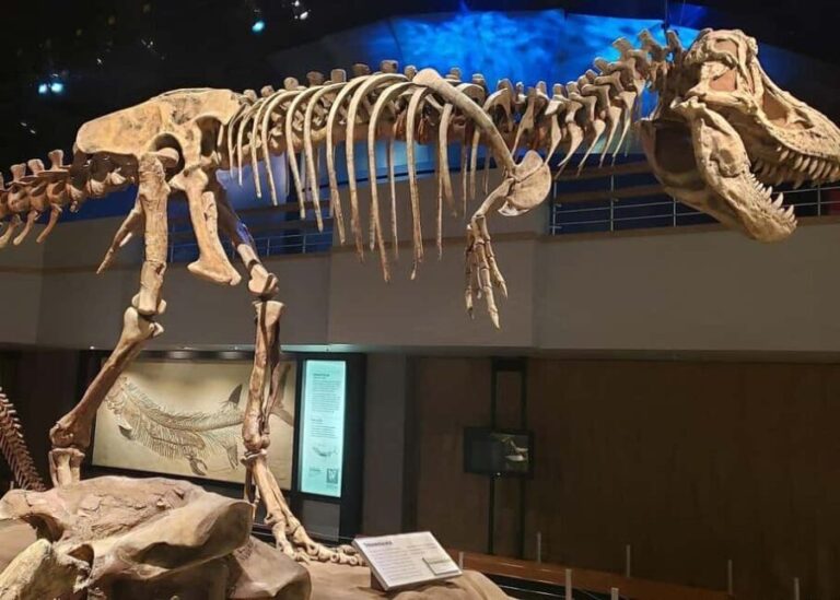 Badlands Tour: Drumheller with Museum, Hoodoos & Coal Mine - Who Will Love This Tour?
