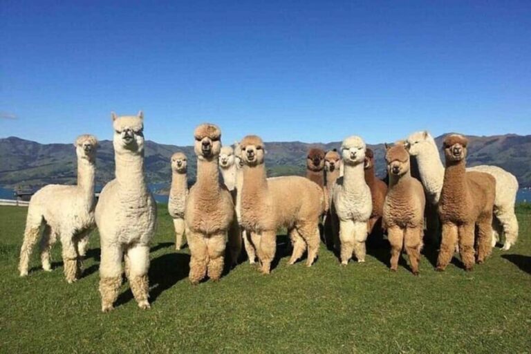 Baku: F1-Schedule Alpaca Tour - Who Should Consider This Tour?