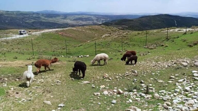 Baku: Shamakhi Safari Tour with Local Lunch - Practical Details and Value