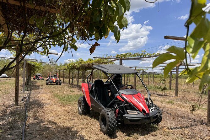 Bamboo Dune Buggy Tour - Authentic Experiences and Guest Perspectives
