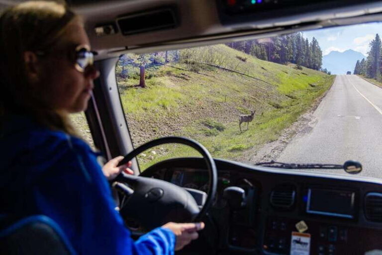 Banff: Evening Wildlife Safari Guided Tour - The Scenic Journey