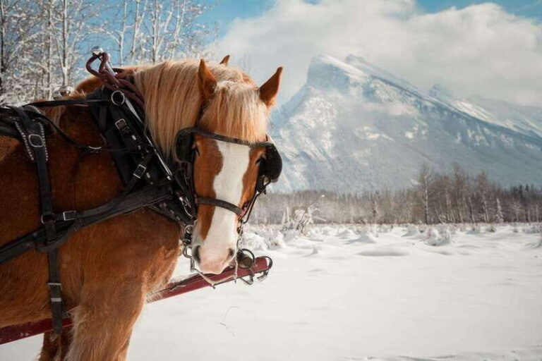 Banff: Family Friendly Horse-Drawn Sleigh Ride - What Makes This Sleigh Ride Special?