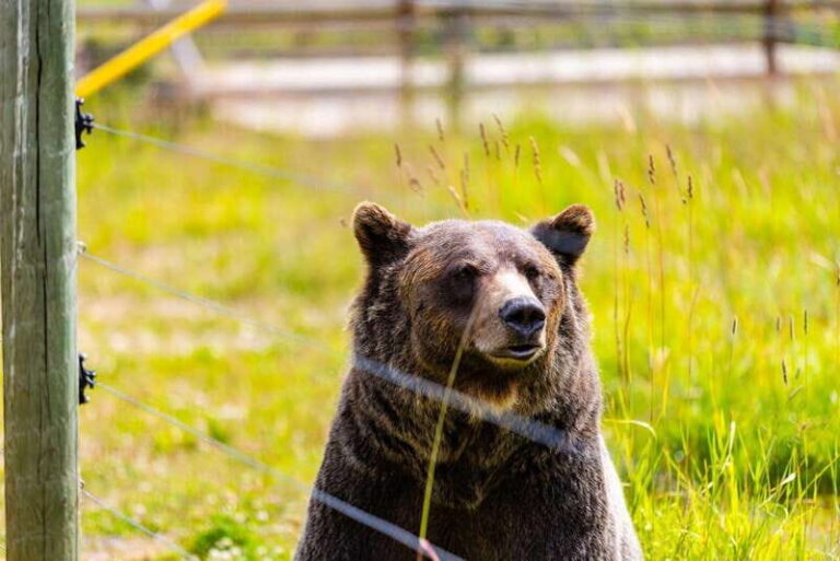 Banff: Grizzly Bear Refuge Tour with Lunch - Who Will Love This Tour?