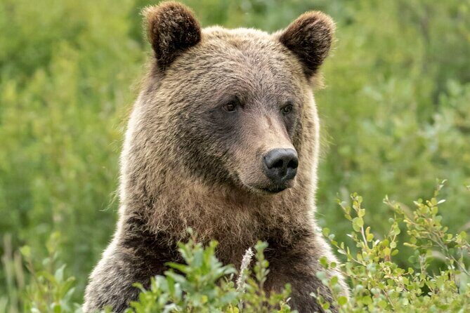 Banff Guided Nature Walk with Bear Country Safety Tips - Who Should Consider This Tour?
