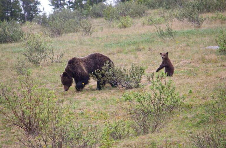 Banff: Guided Nature Walk with Bear Country Safety Tips - Who Would Love This Tour?