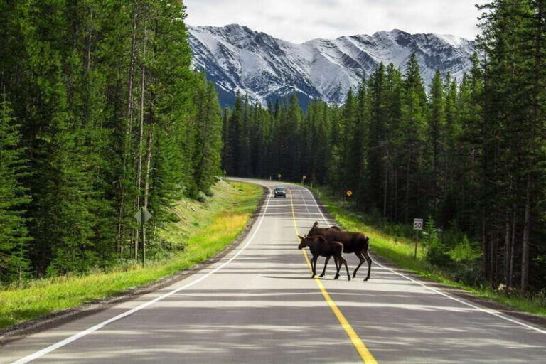 Banff National Park PRIVATE SAFARI and Nature Walk - 3.5H - The Itinerary: What You Can Expect