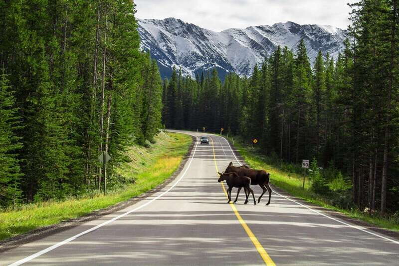 Banff National Park PRIVATE SAFARI and Nature Walk - 3.5H - The Itinerary: What You Can Expect