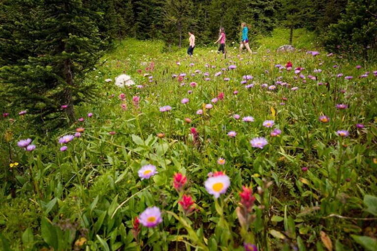 Banff PRIVATE Guided Nature Walk + Transportation - 2.5H - The Value of This Tour