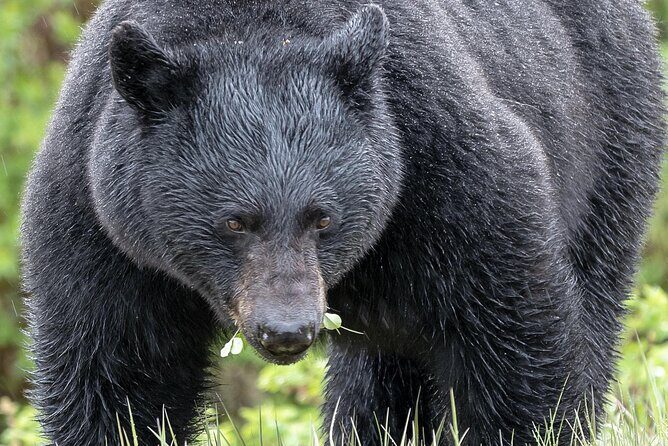 Banff PRIVATE Safari Drive and Custom Nature Walk -4H - Why This Tour Works Well for Travelers