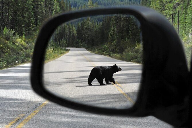Banff Wildlife Explore and Johnston Canyon Hiking Tour - What to Expect from the Tour