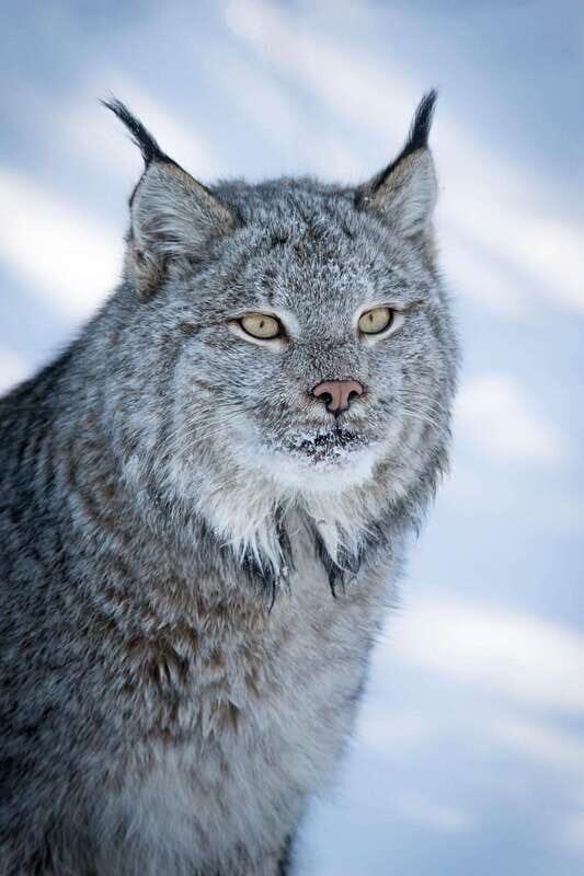 Banff: Winter Wilderness Walk with Wildlife Tracking - 2hrs - What To Expect on Your Walk