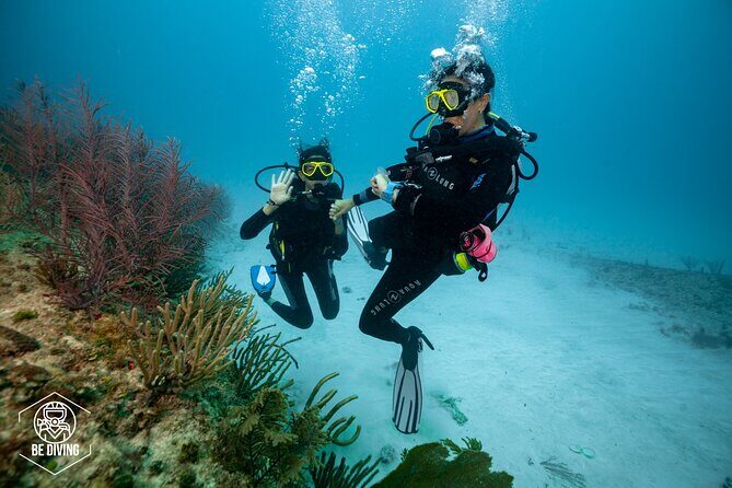 Basic Diver - Bautismo - Practicalities and Logistics