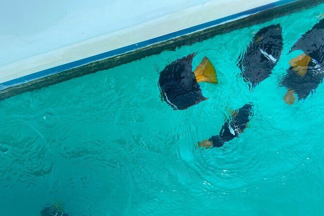 Basic Marietas Islands Tour Snorkeling Playa Nopalera and more - Final Thoughts: Is This Tour for You?