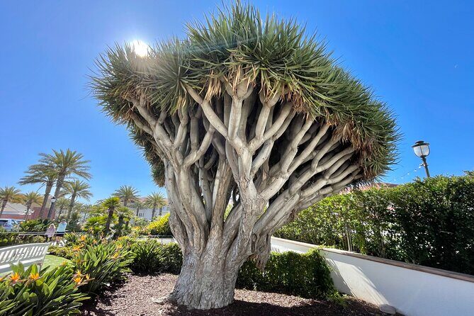 Beach and shopping Tour in San Diego (Private) - Analyzing the Value