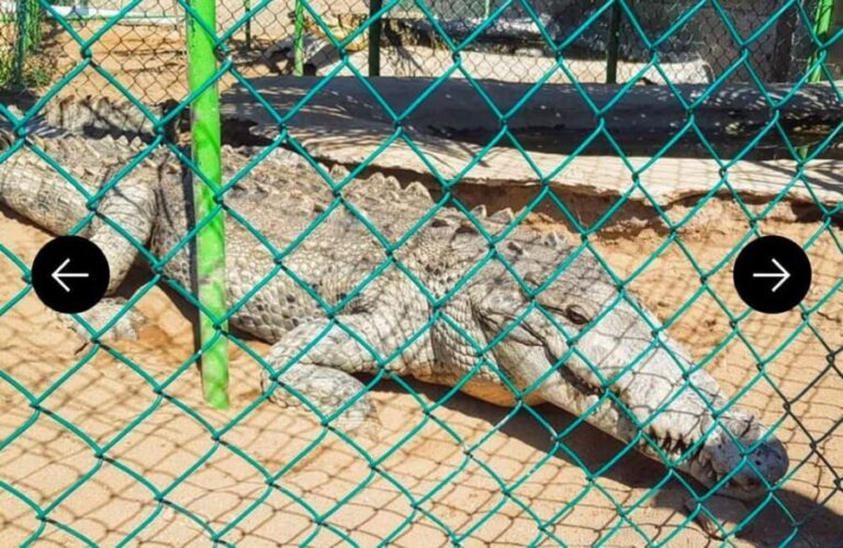 .Beach Horse Riding Turtle Release Crocodile Farm Experience - A Closer Look at the Tour Itinerary