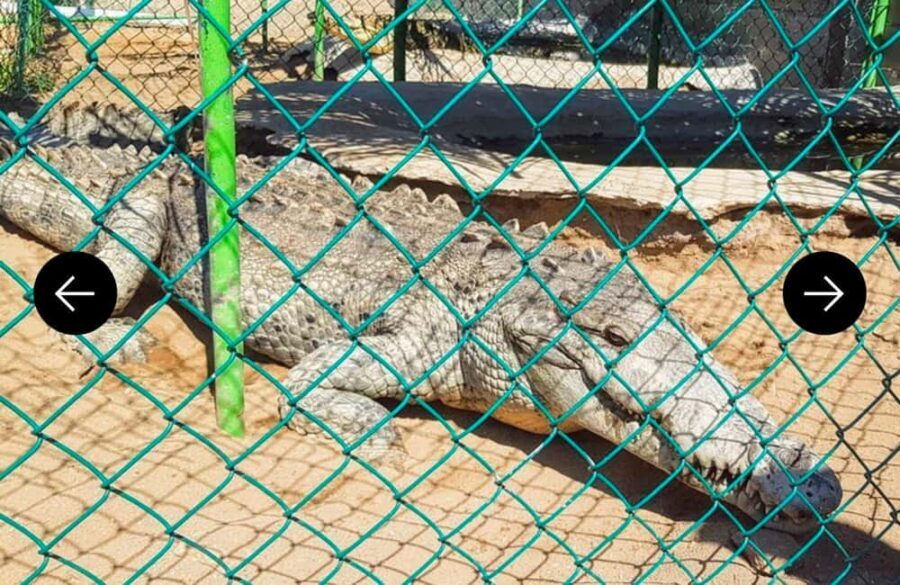 .Beach Horse Riding Turtle Release Crocodile Farm Experience - A Closer Look at the Tour Itinerary