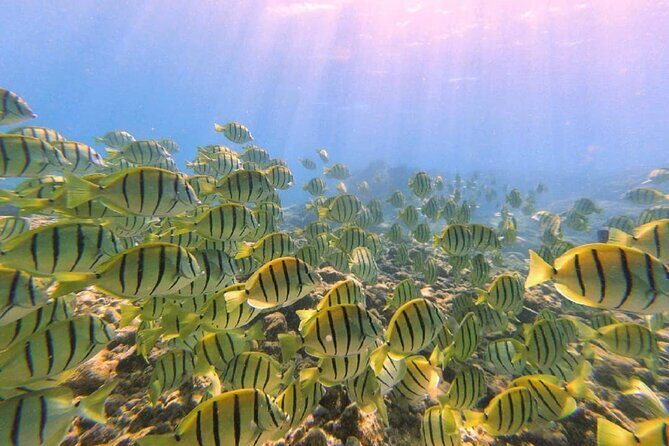 Beach Snorkel - Sea Turtle and Black Sand Lagoon - The Guides: Knowledge and Personal Touch