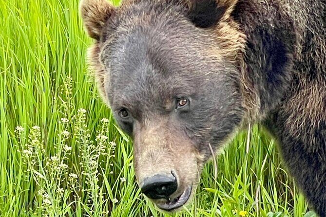 Bears & Beers Tasting Tour out of Anchorage - What’s Included and What’s Not