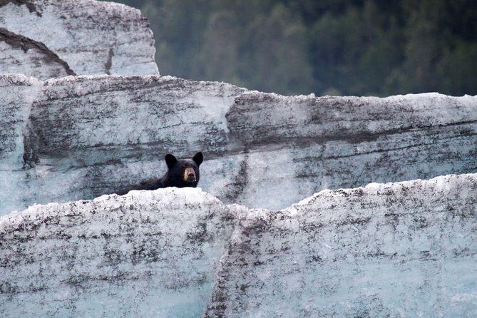 Bears, Trains & Icebergs Tour - The Experience: What to Expect