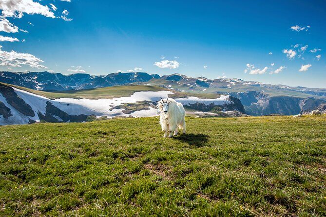 Beartooth Highway Private Half Day Tour - What Travelers Are Saying