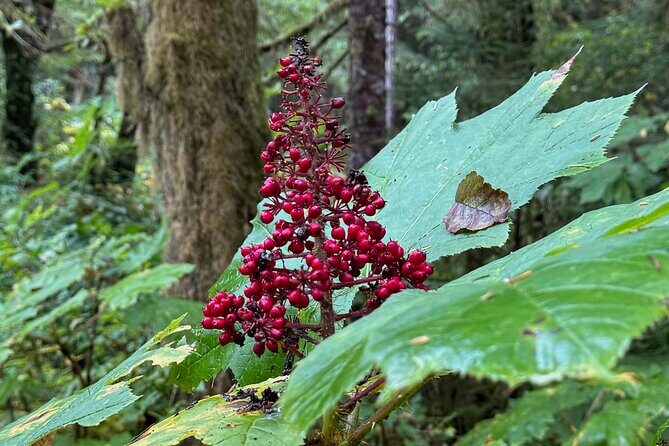 Beautiful Hike on Tongass National Forest's Lunch Creek Trail - Final Thoughts