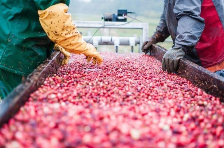 Become A Cranberry Bogger for a Day Experience - The Details That Matter