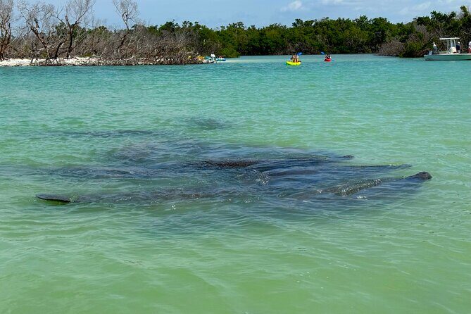 Beginner One Hour Guided Kayaking and SUP Activity - Final Thoughts: A Calm, Authentic Florida Experience