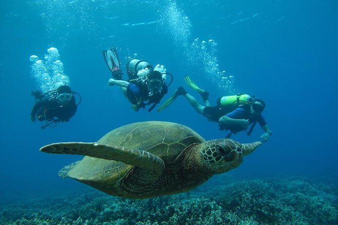 Beginner Scuba Dive in Lahaina: Swimming Required - Final Thoughts