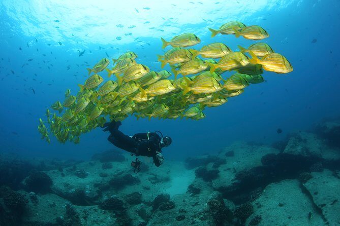 Beginner Scuba Diving in Cabo San Lucas - The Underwater Experience: Sightings and Confidence Building