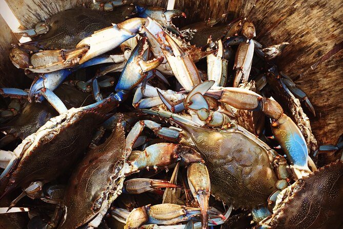 Behind the Scenes of Shem Creek Shrimp Walking Tour - The Sum Up