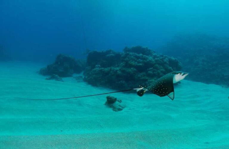 Belle Mare, Mauritius - PADI Open Water Training with eLearning - Introduction