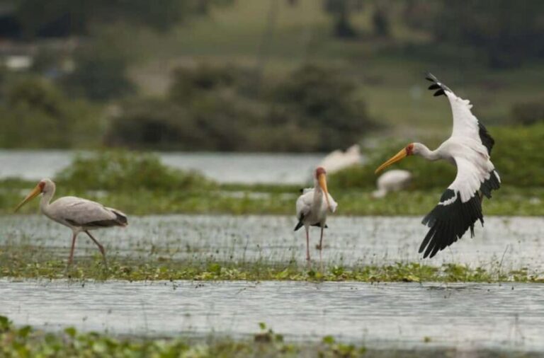 Best Hells Gate National Park & Lake Naivasha Day Tour - What You Can Expect: A Day of Active Discovery