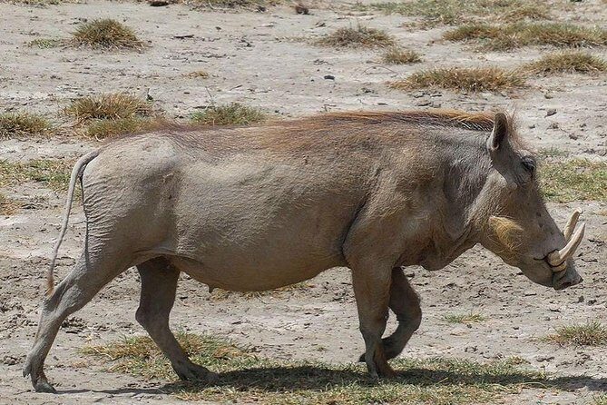Best Ngorongoro crater Tanzania Safari 1- Day tour Experience - Real Traveler Feedback