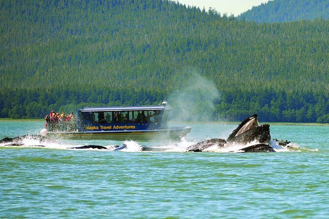 Best of Juneau: Mendenhall Glacier, Whale Watching and Salmon Bake - Who Should Consider This Tour?
