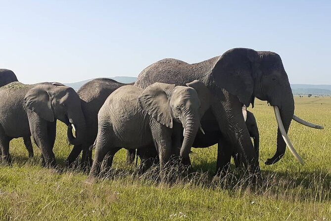 Best of Tanzania 5days 4nights safari - The Value of This Safari Experience