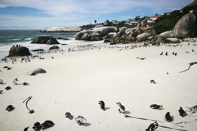 Best of the Cape Full Day Private Tour - The Cost & What You Get