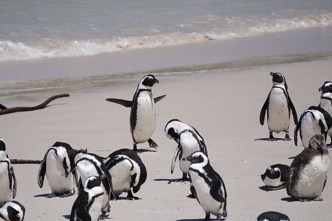 Best of the Cape Private full day tour - Is This Tour Worth the Price?